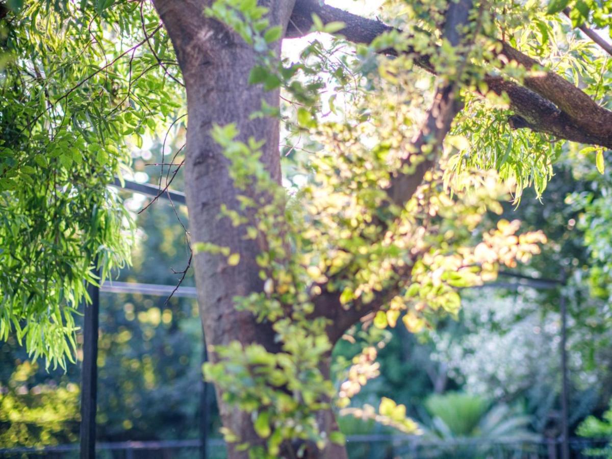 Hurlingham House Guest House 约翰内斯堡 外观 照片